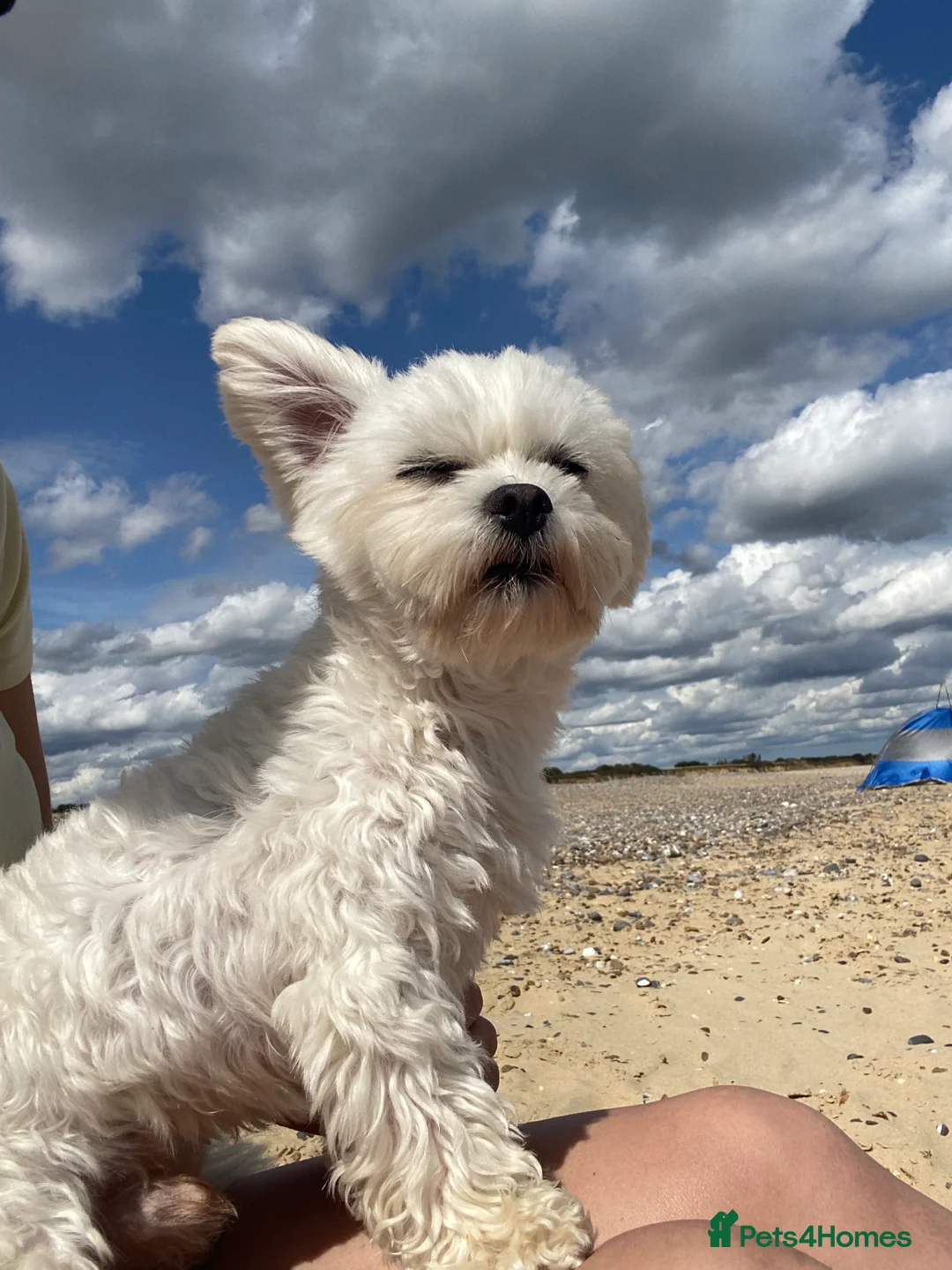Maltese dogs for stud: beautiful tiny  Maltese boy for stud in Northampton - Advert 10