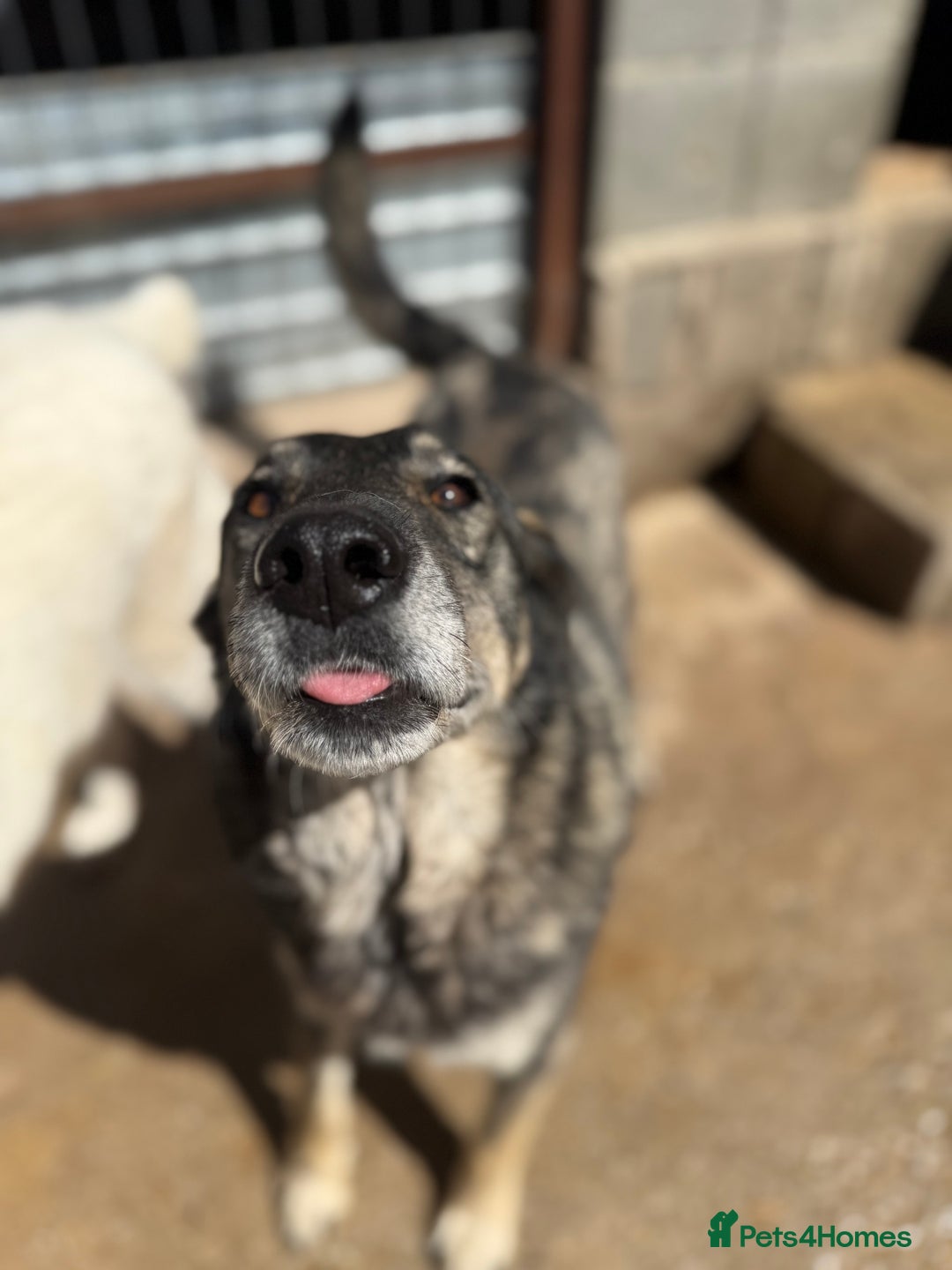 Mixed Breed dogs for adoption: Pepper is looking for a family  - Image 7