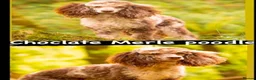 Labradoodle dogs for sale: mini labradoodle puppies  - Advert 11