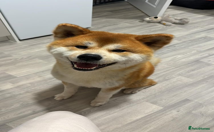 Japanese Akita Inu dogs for sale - Advert 1