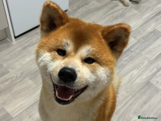 Japanese Akita Inu dogs - Advert 36