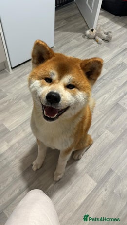 Japanese Akita Inu dogs - Advert 1