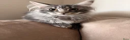 Maine Coon cats for sale: Maine Coon - Advert 10