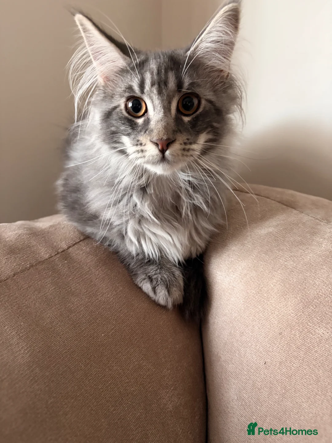 Maine Coon cats for sale: Maine Coon - Advert 10