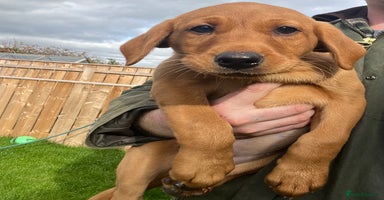 Labrador Retriever dogs - Advert 16