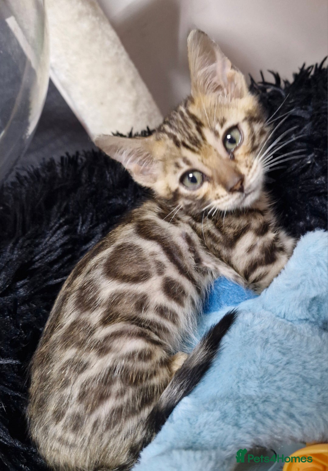Bengal cats for sale: TICA Genetic & Health Tested Bengal Kittens  - Image 24