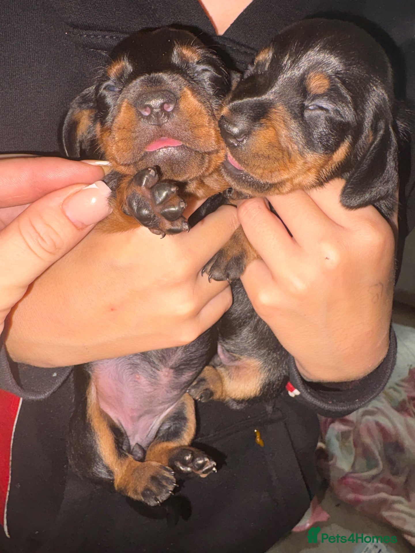 Dachshund dogs Beautiful dachshund puppies  - Advert 2