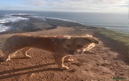 Mixed Breed dogs for sale: Queen of Heavens - Image 7