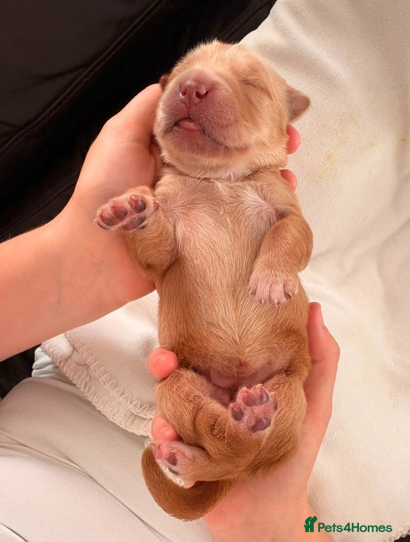Golden Retriever dogs Golden Retriever Puppies Health Tested  - Advert 2
