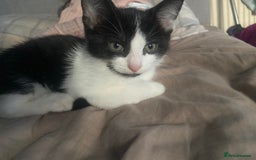 Abyssinian cats for sale: Kitten coco - Image 1
