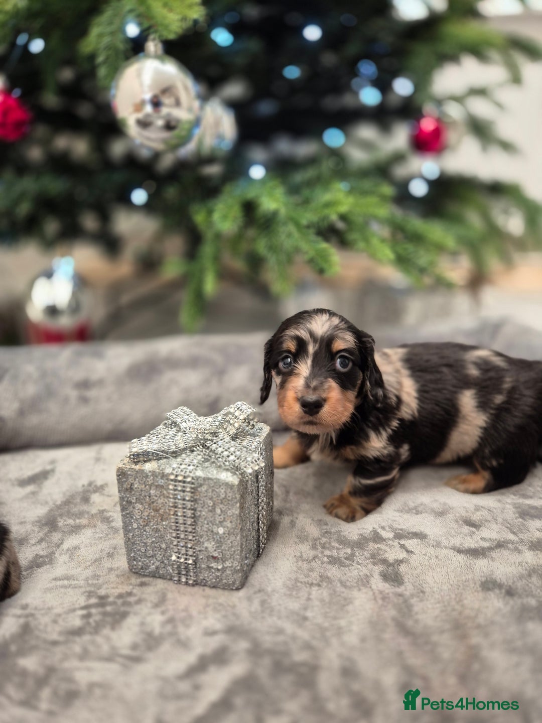 Dachshund dogs for sale: 💙Miniature Dachshund puppies! First litter!🩷  - Advert 30