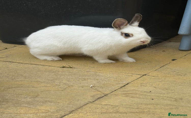 English rabbits - Advert 5