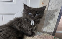 Maine Coon cats for sale: Stunning GCCF Maine Coon kittens  - Image 30