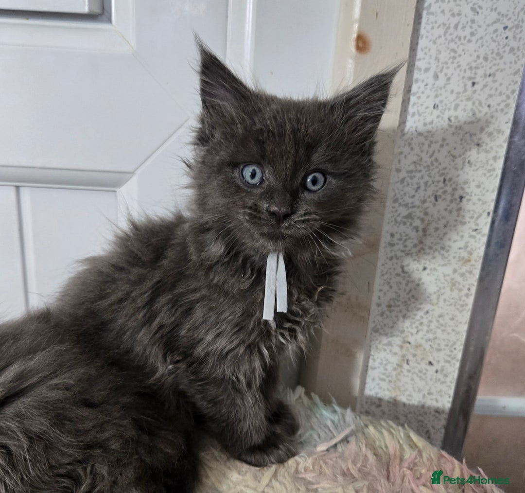 Maine Coon cats for sale: Stunning GCCF Maine Coon kittens  - Image 30