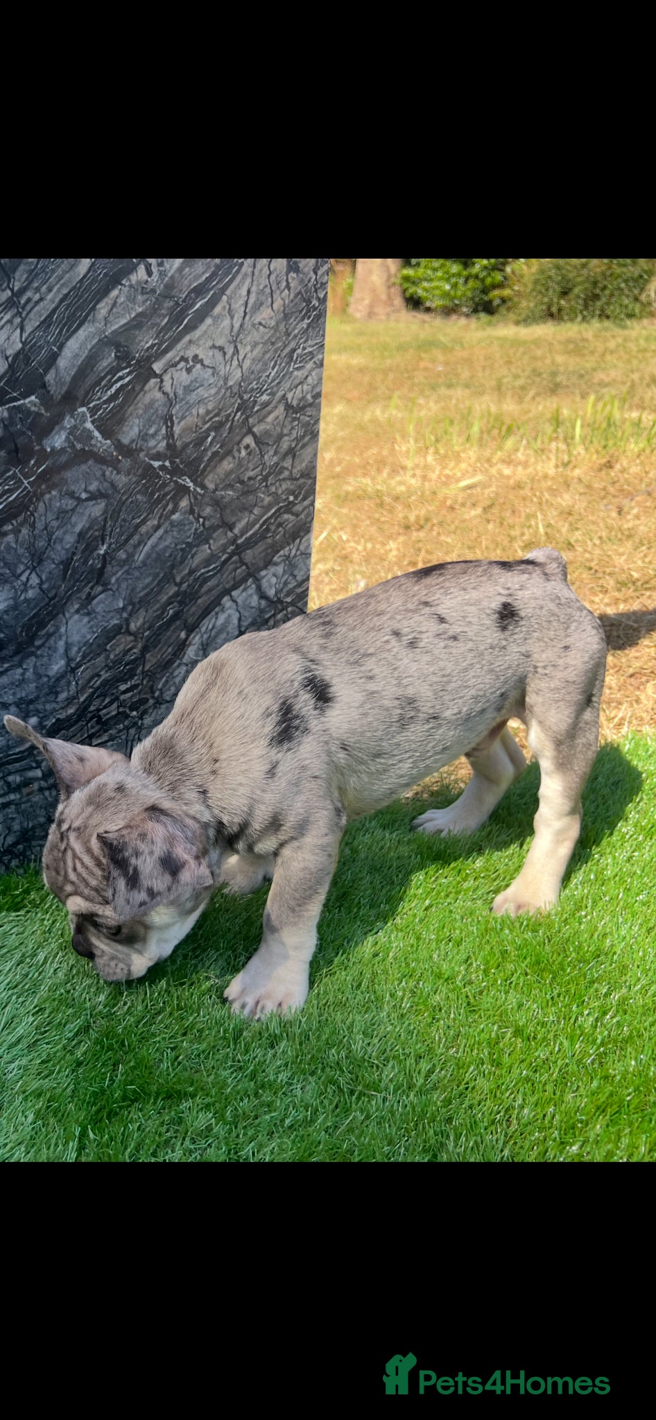 French Bulldog dogs for sale: French bulldog puppys  - Advert 7