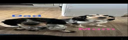 Cocker Spaniel dogs for sale: Gorgeous Cocker Spaniel Puppies - Advert 22