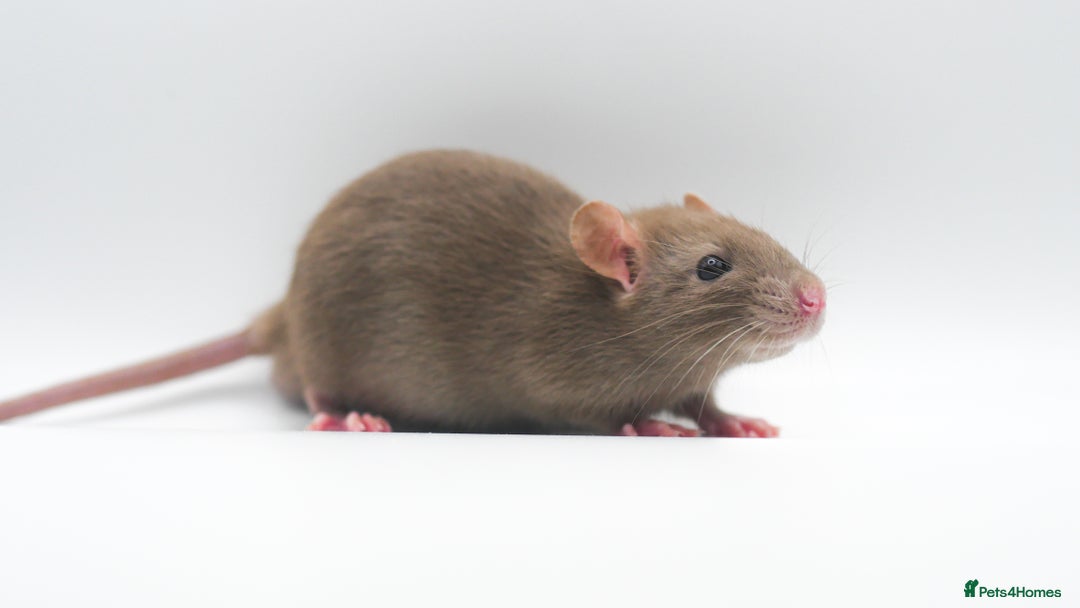 Rat rodents for sale: Lovely Fancy Rat Babies 🐀 - Advert 5