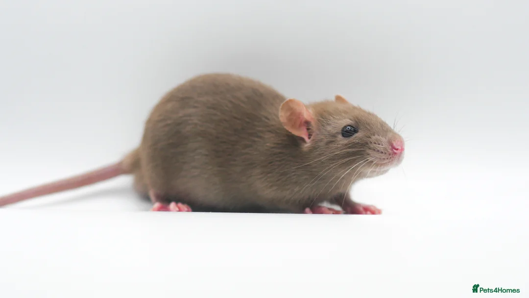 Rat rodents for sale: Lovely Fancy Rat Babies 🐀 - Advert 5