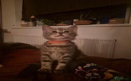Maine Coon cats for sale: Blue Maine Coon kitten - Image 2