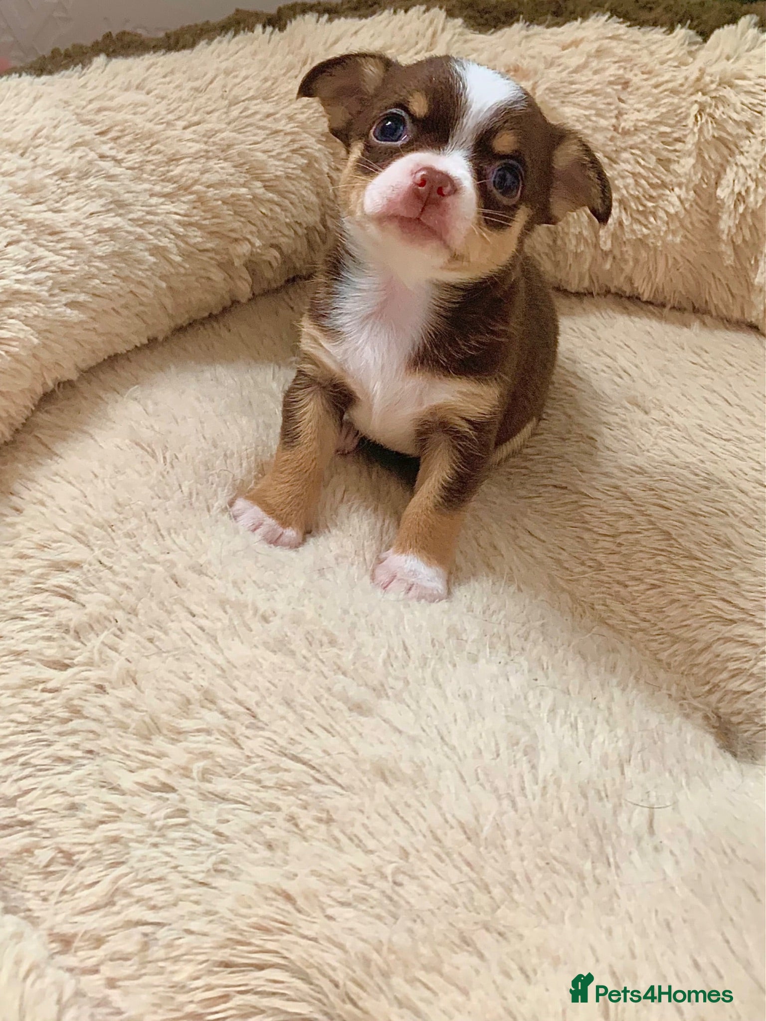 Chihuahua dogs Chihuahua puppy’s only 1 girl left  - Advert 1