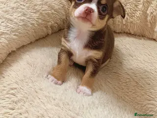 Chihuahua dogs Chihuahua puppy’s only 1 girl left - Advert 1
