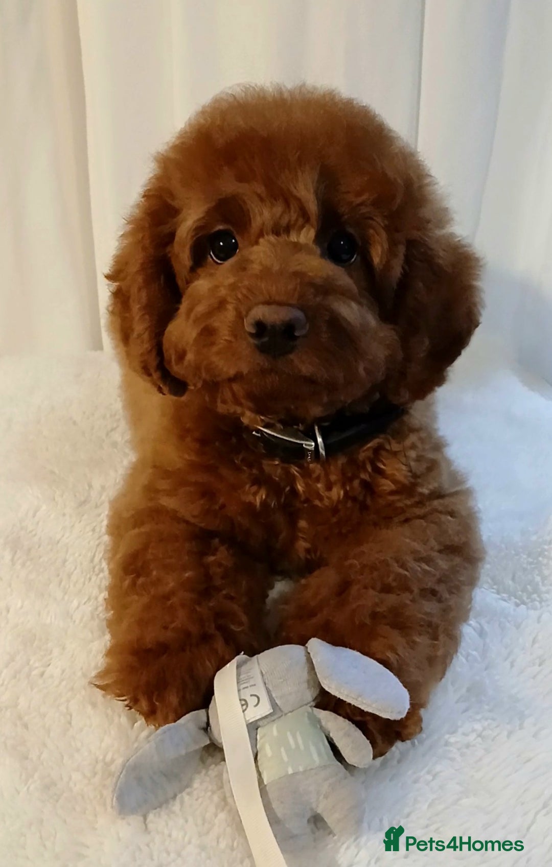 Cavapoo dogs for sale: Exquisite Red Cavapoo Boy Puppy  - Advert 6