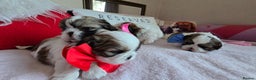 Shih Tzu dogs for sale: Shih Tzu puppies for sale  - Advert 6