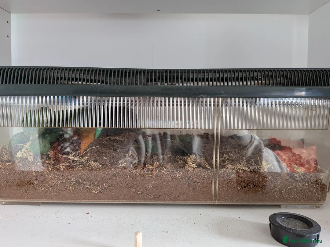 Tarantulas invertebrates for sale: Tarantulas for sale - Advert 7