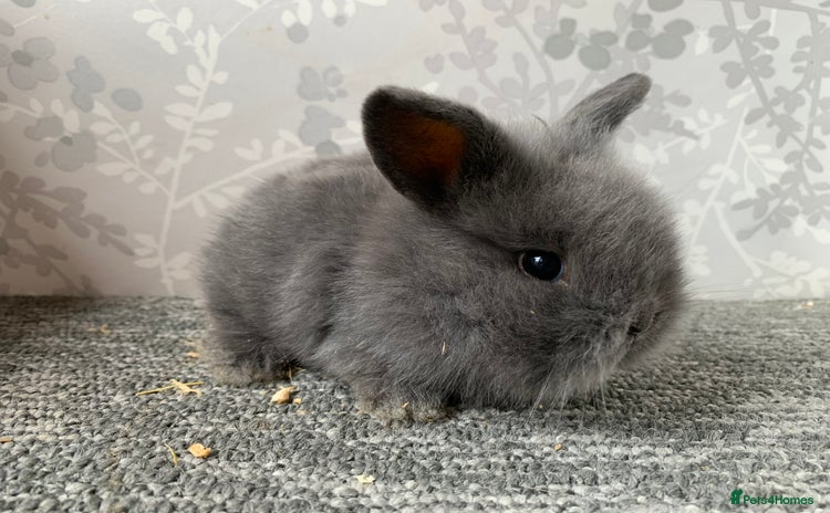 Mini Lop rabbits - Advert 3