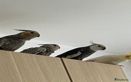 Cockatiels birds for sale: Baby Cockertiel  - Image 1