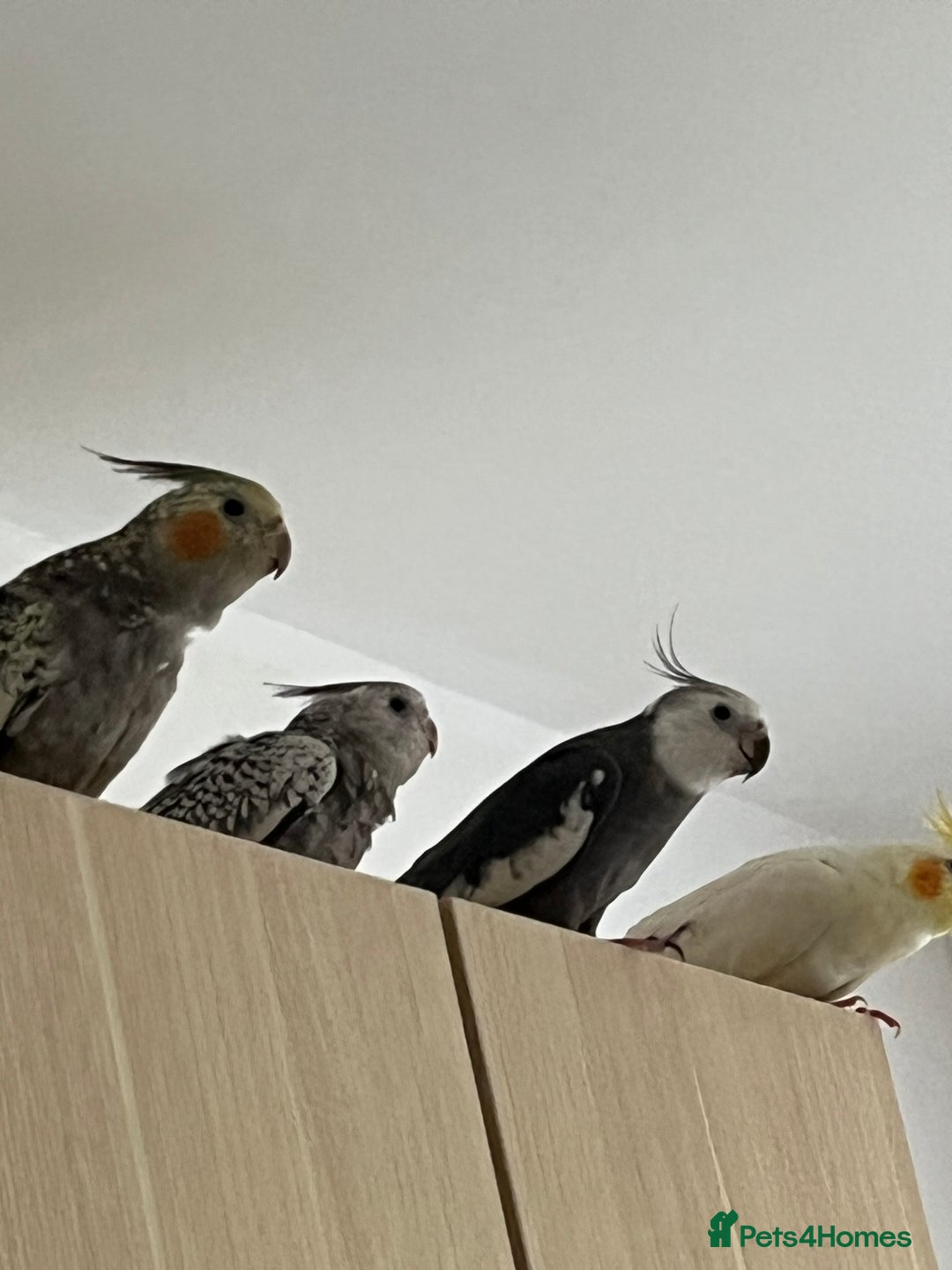 Cockatiels birds for sale: Baby Cockertiel  - Image 1