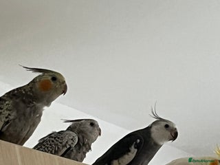 Cockatiels birds - Advert 3
