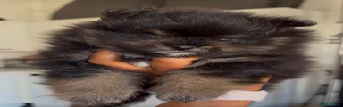 Pomeranian 