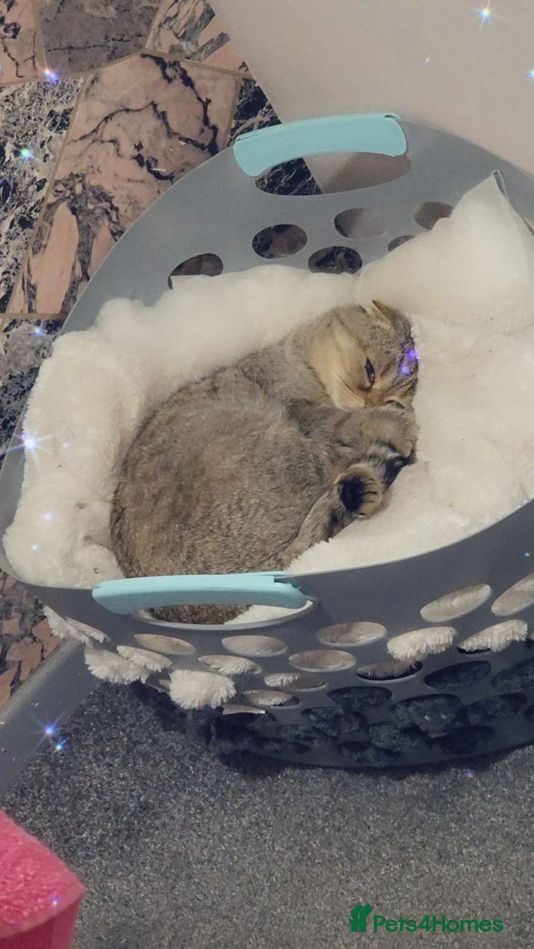 Scottish Fold cats for sale: Male Grey tabby scottish fold  - Advert 5