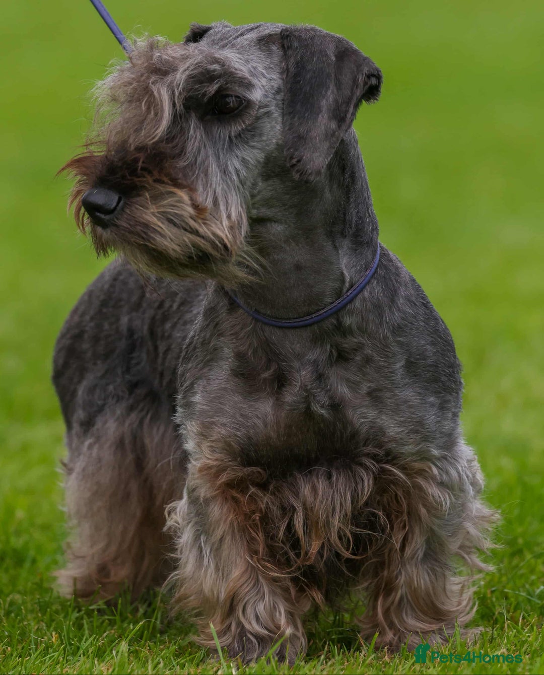 Cesky Terrier dogs for sale: CESKY TERRIER PUPPIES. advance notice - Advert 6