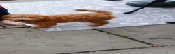 Cavapoo dogs for sale: Beautiful cavapoo puppy  - Advert 6