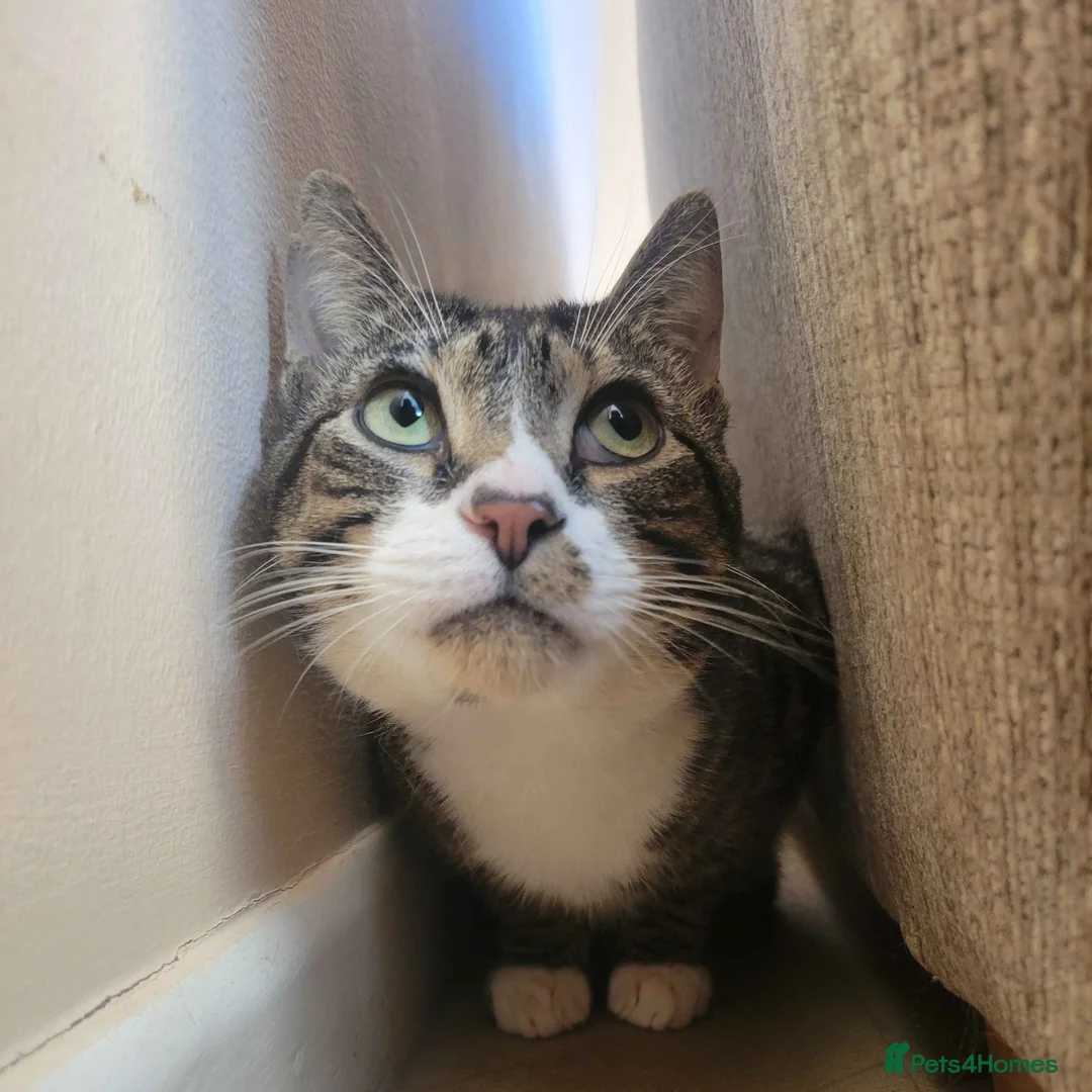 Domestic Shorthair cats for adoption: Sweet Totoro is looking for his forever home!  in Exeter - Advert 5
