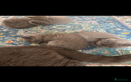 British Shorthair cats for sale: British shorthair kittens - Image 10