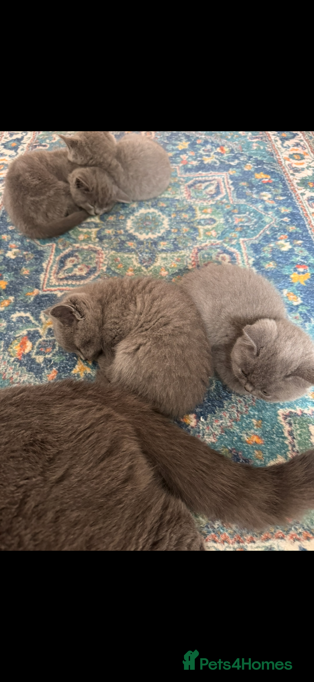 British Shorthair cats for sale: British shorthair kittens - Image 10