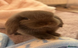 Mini Lop rabbits for sale: Mini lop for sale - Image 1