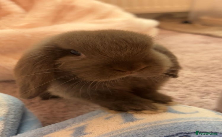 Mini Lop rabbits - Advert 1