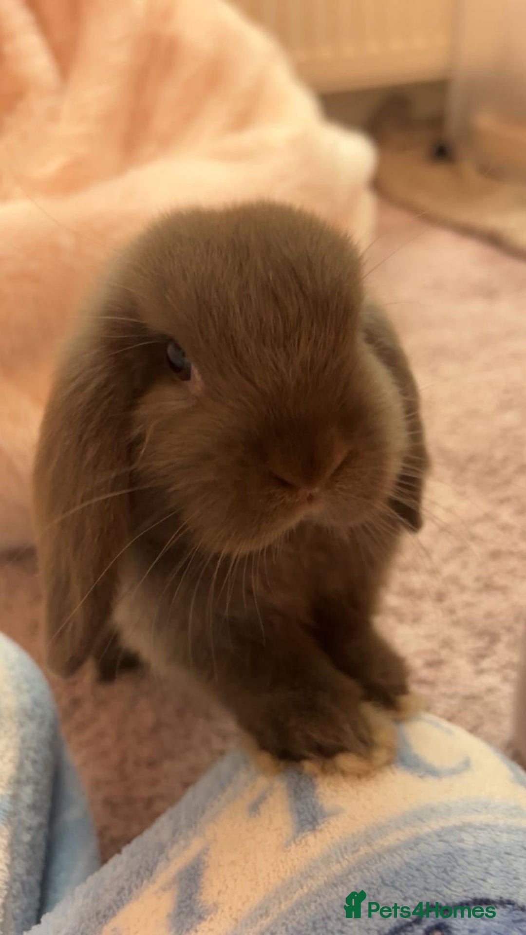 Mini Lop rabbits for sale: Mini lop for sale - Image 1