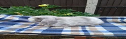 Mini Lop rabbits for sale: Mini plush x mini lop  - Advert 4