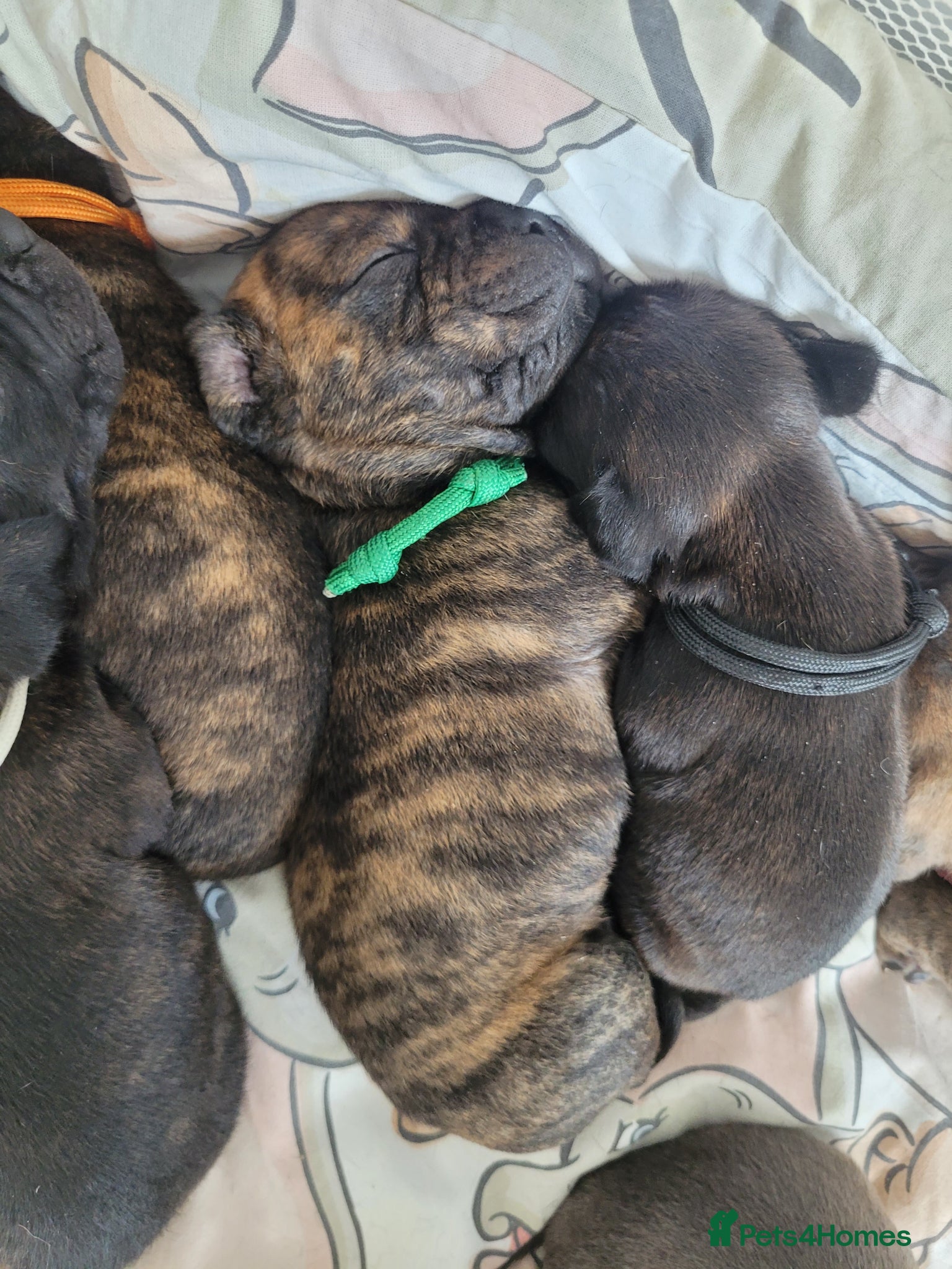 Mixed Breed dogs Staffie cross mastiff - Advert 9