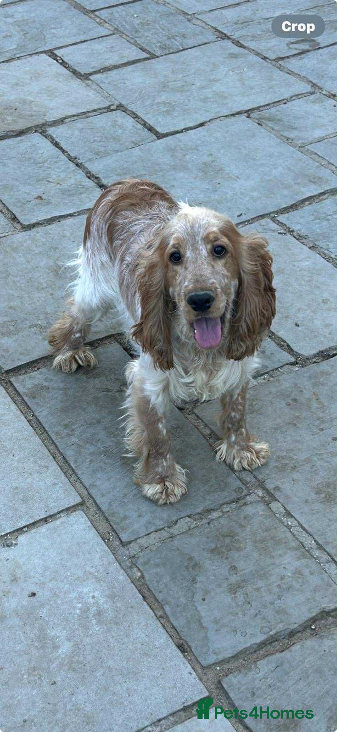 Cocker Spaniel dogs for sale: Beautiful show type boys only - Advert 14