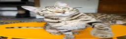 Bengal cats for sale: Gorgeous Brown Rosetted Boy  - Advert 2