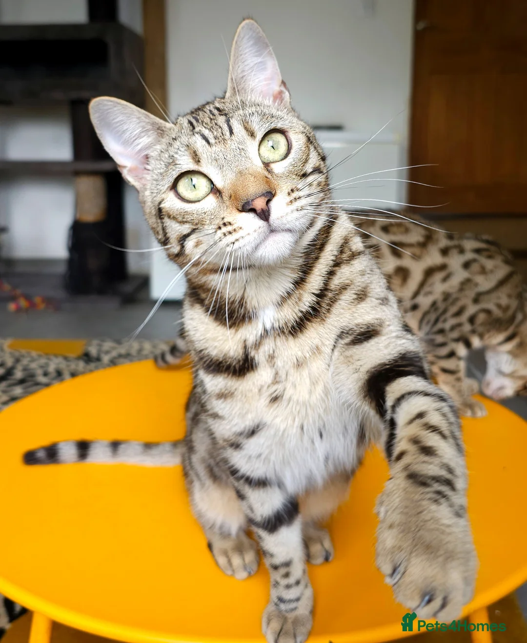 Bengal cats for sale: Gorgeous Brown Rosetted Boy  - Advert 2