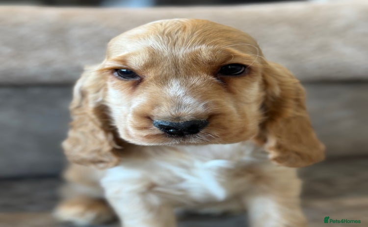 Cocker Spaniel dogs - Advert 8