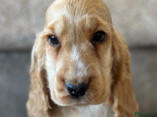 Cocker Spaniel dogs - Advert 3