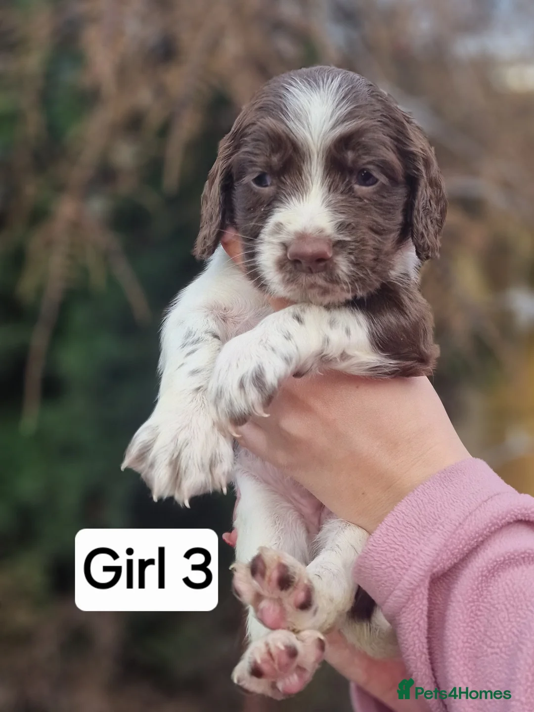English Springer Spaniel dogs for sale: 8 pups for sale - Advert 6